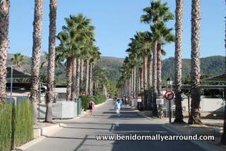 Tree lined avenue in Villamar