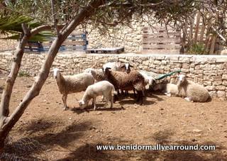 livestock at relleu