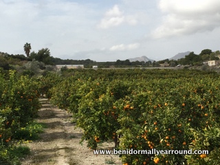 Fields of orange groves