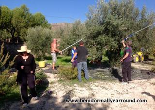 Beating down the olives