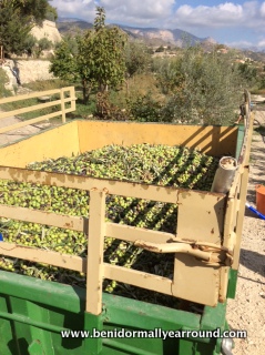 Olive harvest