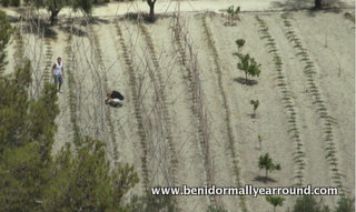 1000 olive saplings being planted